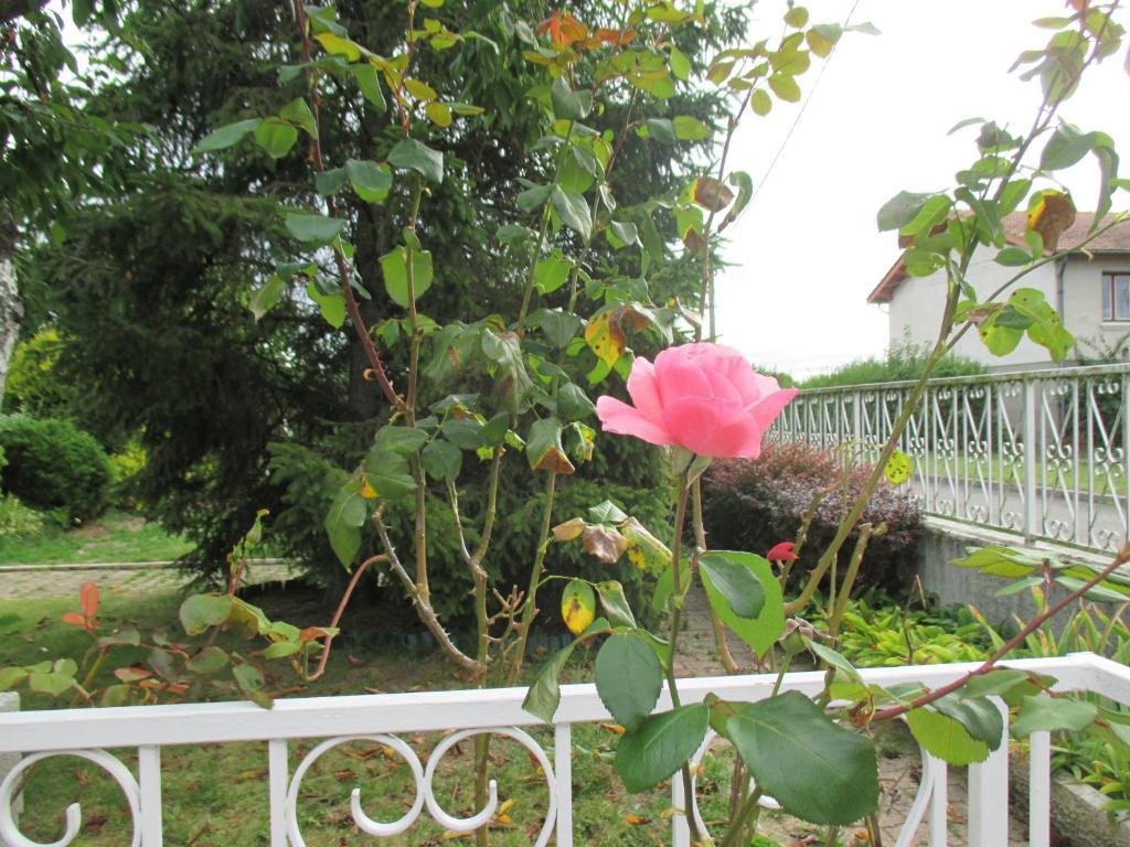 Les Roses De Rita